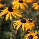 Rudbeckia f. 'Goldschirm' GM P9
