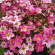 Saxifraga arendsii GM P9