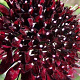 Scabiosa atr. 'Chile Black' GM P9