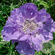 Scabiosa cauc. 'Perfecta' GM P9
