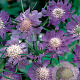 Scabiosa cauc. 'Perfecta' GM P9
