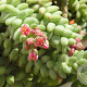 Sedum 'Morganianum' GM P9