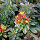 Sedum flor. 'Weihenstephaner Gold' GM P9