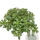 Sedum flor. 'Weihenstephaner Gold' GM P9