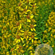 Solidago virgaurea GM P9