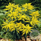 Solidago virgaurea GM P9