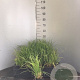 Stipa brachytricha GM P9