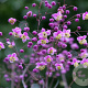 Thalictrum rochebr. 'Lavender Mist' GM P9