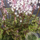 Tiarella c. 'Dunvegan' GM P9