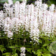 Tiarella 'Iron Butterfly' GM P9