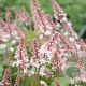 Tiarella 'Pink Bouquet' GM P9