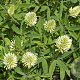 Trifolium pannonicum 'White Tiara' GM P9