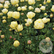 Trollius 'Alabaster' GM P9