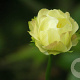 Trollius 'Alabaster' GM P9