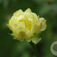 Trollius 'Alabaster' GM P9