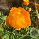 Trollius 'Orange Princess' GM P9