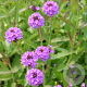 Verbena rigida 'Venosa' GM P9