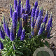 Veronica spic. Royal Candles GM P9