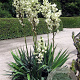Yucca flaccida GM 1.5