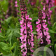 Salvia nem. 'Sensation Rose' GM P9