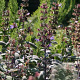 Salvia off Atropurpurascens GM P9