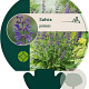 Salvia pratensis GM P9