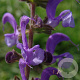 Salvia pratensis GM P9