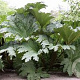 Gunnera tinctoria GM 2,5L