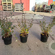 Cotoneaster franchetii GM C1.3