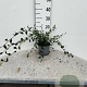 Cotoneaster lacteus 60-80 cm 2,0L