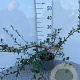 Cotoneaster lacteus 60-80 cm 2,0L