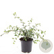 Cotoneaster lacteus GM C1.3