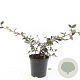 Cotoneaster lacteus GM C1.3