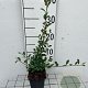 Cotoneaster radicans 'Eichholz' GM P9