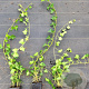 Hedera hibernica 40-60 cm P9