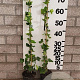 Hedera hibernica 80-100 cm P9 gebonden