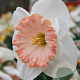 Narcissus Mon Cheri 10-12 mm verpakt per 100
