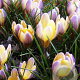 Crocus Specie Chr. Advance 5 cm verpakt per 100