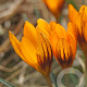 Crocus chr. Orange Monarch 5 cm verpakt per 100