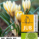 Crocus chr. Romance 5 cm verpakt per 100