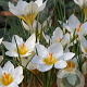 Crocus chr. Snowbunting 5 cm verpakt per 100