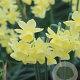 Narcissus Angel'S Breath 8-10 cm verpakt per 100