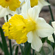 Narcissus Victoria 12-14 cm verpakt per 10