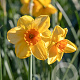 Narcissus Kedron 12-14 cm verpakt per 10
