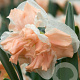 Narcissus Apricot Whirl 12-14 cm verpakt per 10