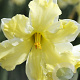Narcissus Belcanto 12-14 cm verpakt per 10