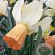 Narcissus Carice 12-14 cm verpakt per 10