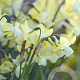 Narcissus Moonlight Sensation 12-14 cm verpakt per 10
