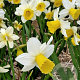 Narcissus Pre Party 12-14 cm verpakt per 10
