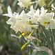 Narcissus Starlight Sensation 12-14 cm verpakt per 10